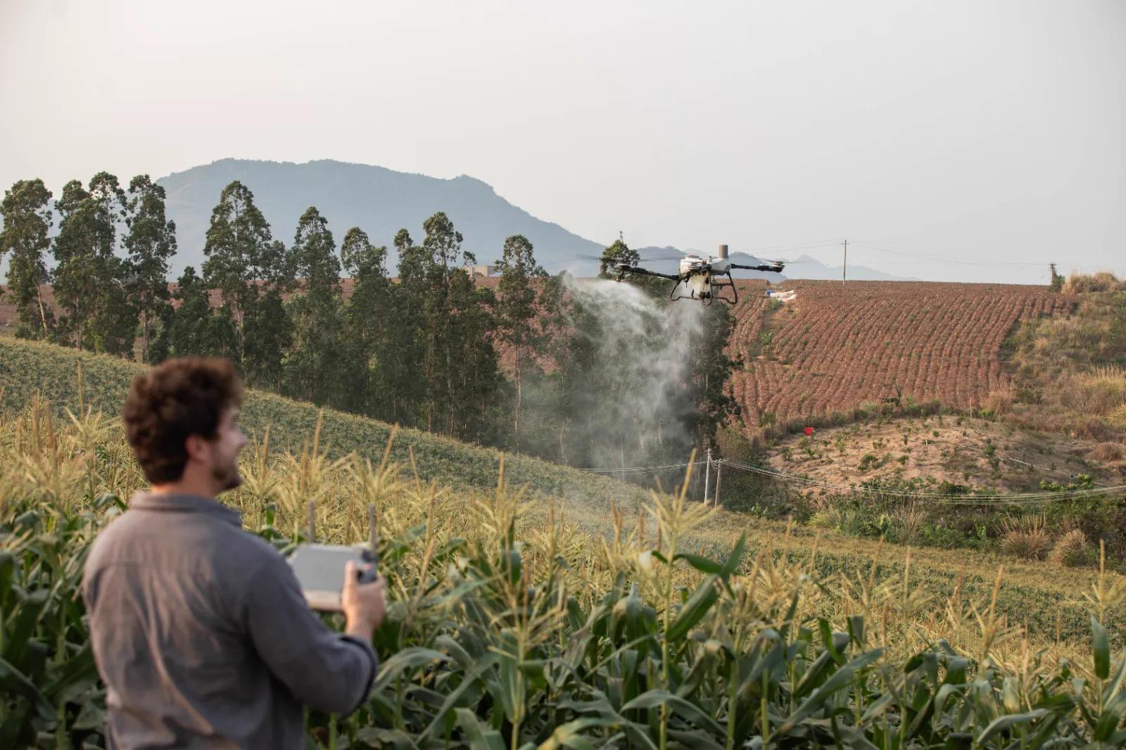 DJI Agras T55 spraying a maize field