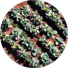 Aerial view of vegetable rows for size grading