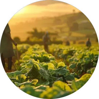 Workers scouting a vegetable field at sunrise