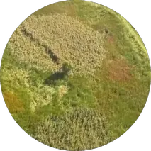 Aerial view of invasive plants spreading in grassland