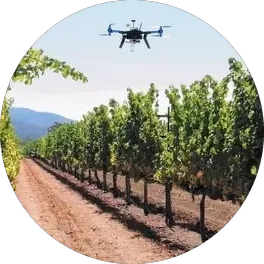 Drone surveying vineyard rows for water stress