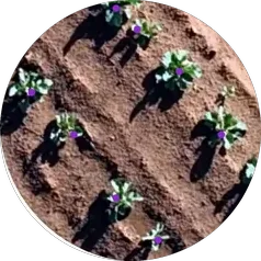 Aerial view of seedlings counted in crop rows