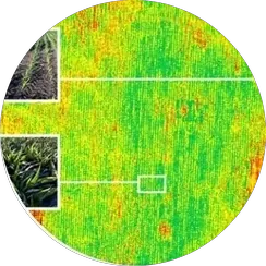 NDVI crop health map from drone multispectral data