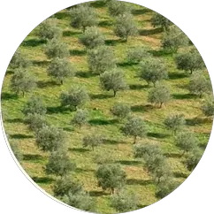 Aerial view of orchard canopy for biomass analysis